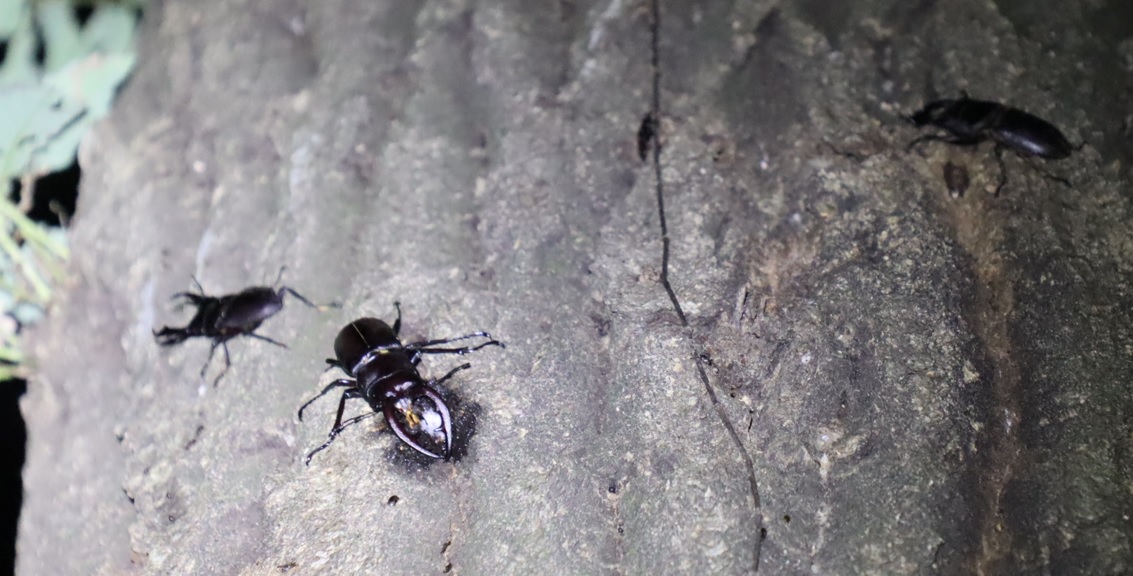 ヒラタクワガタ♂、コクワガタ♂、ノコギリクワガタ♂_No9_凄いコナラ_2023年6月7日20時5分 気温23度